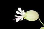 Balkan catchfly